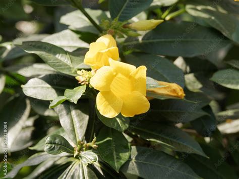 Allamanda Schottii Allamanda Buissonnant Allamanda Commun De Schott