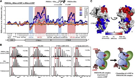 Mapping PDE8 PKA RIa Interactions In The Presence Of Excess CAMP A