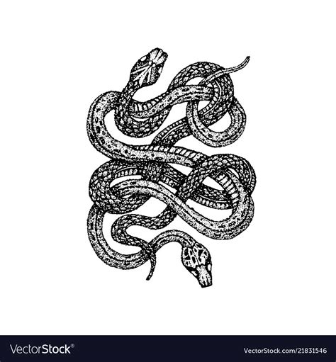 Dotwork Two Snakes Royalty Free Vector Image VectorStock