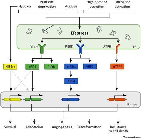 Endoplasmic Reticulum Stress and the Hallmarks of Cancer: Trends in Cancer