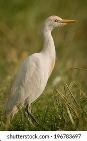 Western Cattle Egret Images Stock Photos Vectors Shutterstock