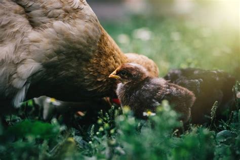 Mother hen with chicks — Stock Photo © DUBASYK #186402456