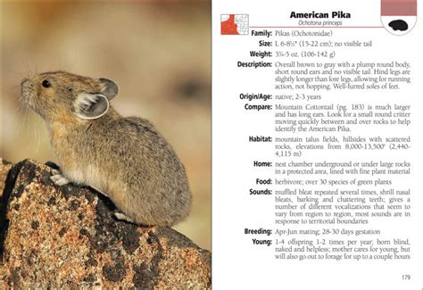 Mammals Of Colorado Field Guide Adventurekeen Shop