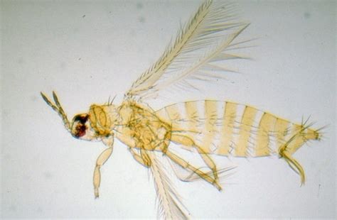 Western Flower Thrips Life Cycle Best Flower Site