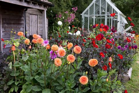 Dahlia Plant Grow And Care For Dahlias Bbc Gardeners World Magazine