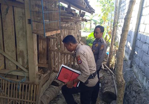 Marak Pencurian Hewan Ternak Di Bantul Peternak Rugi Ratusan Juta