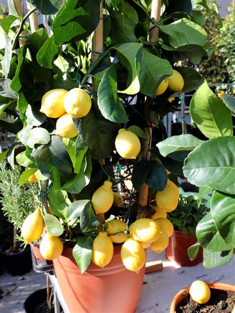 Soft Lemons On A Tree Why Potted Lemons Get Soft Gardening Know How