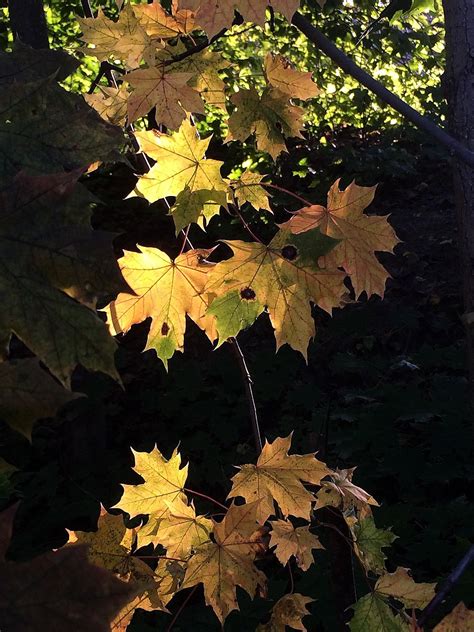 Maple,september leaves,autumn,light,free pictures - free image from ...