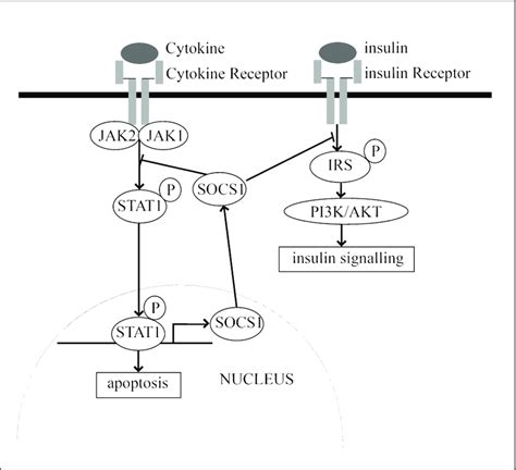 The JAK STAT SOCS1 Pathway In Cancer SOCS1 Forms A Negative Feedback