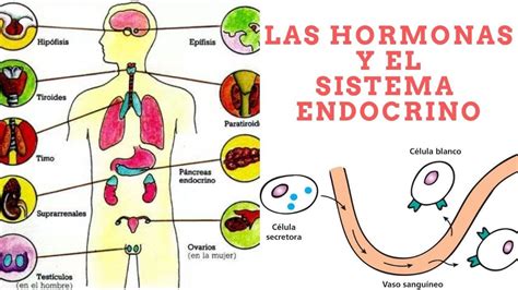 Sistema Endocrino Hormonas