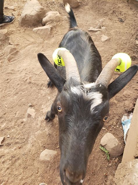 My Goat Kept Trying To Play Fight With Me So I Had To Put Tennis Balls