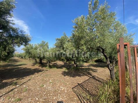 Terreno Agricolo Contrada Muzio Snc Lamezia Terme Rif 102551492