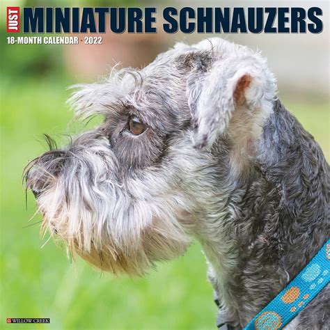 Miniatuur Schnauzer Kalender Bol