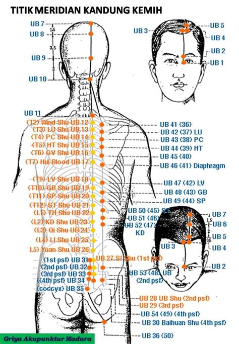 Titik Akupuntur Lengkap - Homecare24