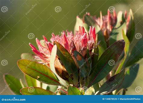 King Protea Protea Cynaroides Stock Image Image Of Beauty Macro