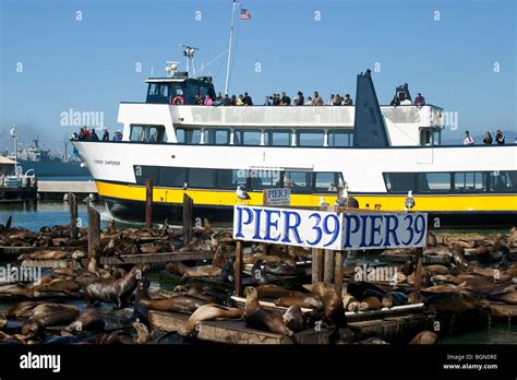 Sea Lions On Pier 39 San Francisco Stock Photo Alamy