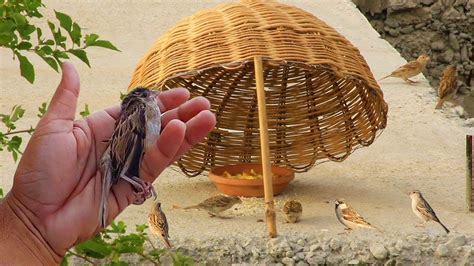 Sparrow Trap Homemade Easy Best Bird Trap Sparrow Trap Easy At Home