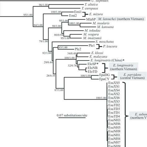 Molecular Phylogenetic Tree Constructed Using The Maximum Likelihood Download Scientific