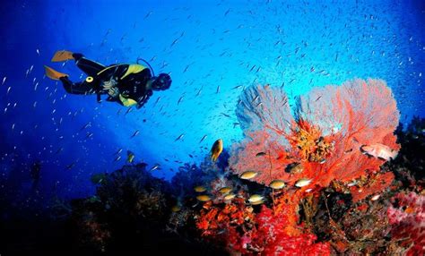 Where To Go Scuba Diving In India Makemytrip Blog