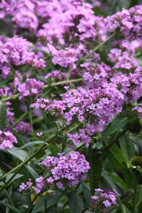 Phlox Paniculata Jeana Jeanna Vlambloem Floks De Tuinen Van