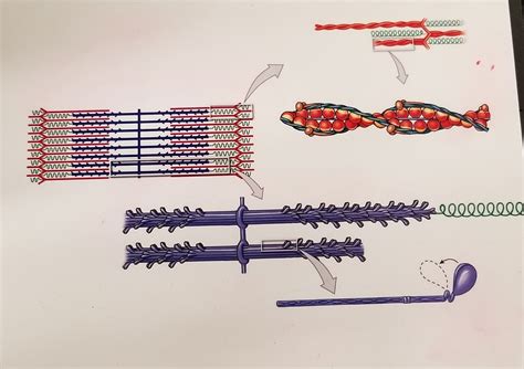 Sliding Filament Diagram Quizlet