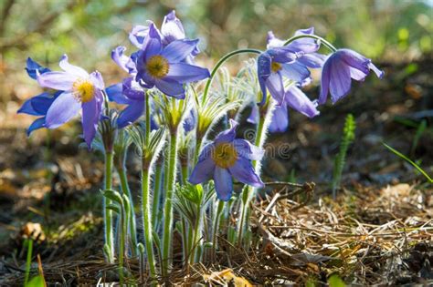 Pasque Flower, Pulsatilla Patens. Pasque Flowers (Pulsatilla Pat Stock ...