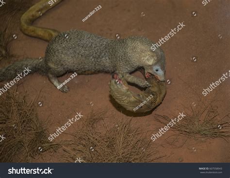 Mongoose Cobra Fight: Over 4 Royalty-Free Licensable Stock Photos ...