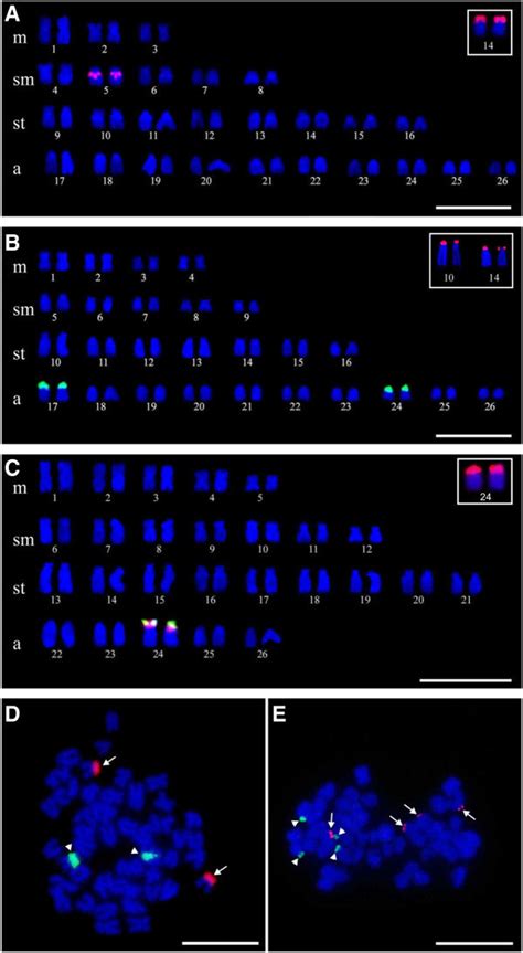 Fluorescent In Situ Hybridization FISH A FISH With 5S RDNA Probe In