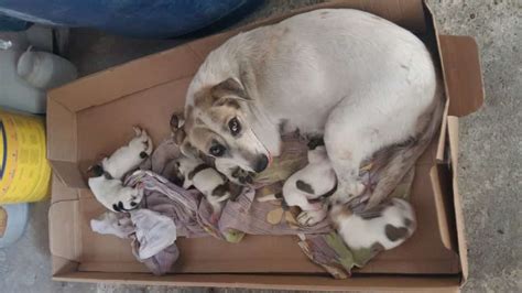 O Que Voc Precisa Saber Antes De Adotar Um Cachorro Arquiteta Giovanna