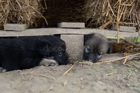 Brown and Black German Shepherd Puppies Outdoors Stock Photo - Image of ...