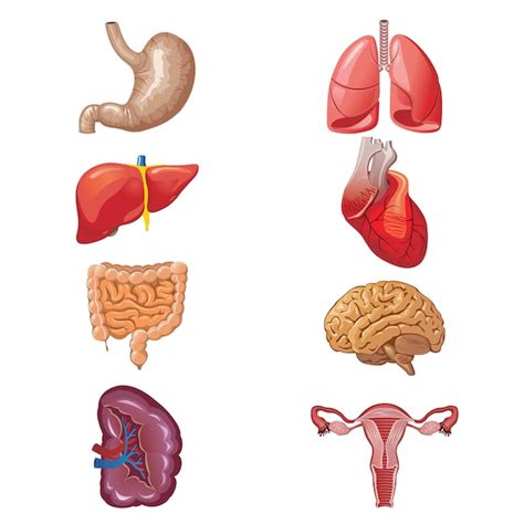 Premium Vector Vector Cartoon Human Organs Set