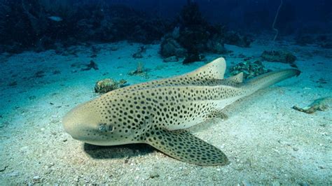 Leopard Shark High Definition Wallpaper Baltana