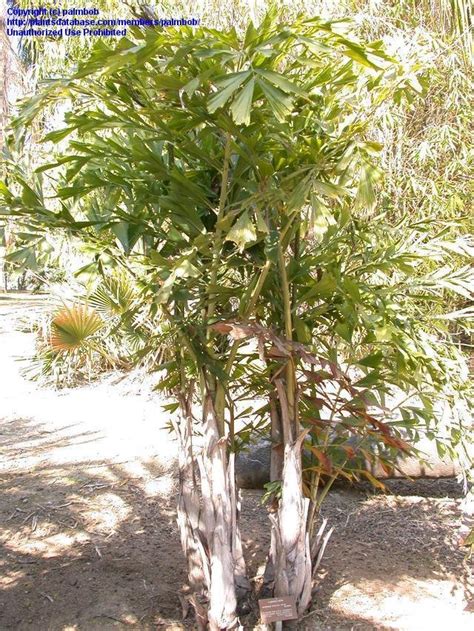 Plantfiles Pictures Caryota Species Burmese Fishtail Palm Clustered