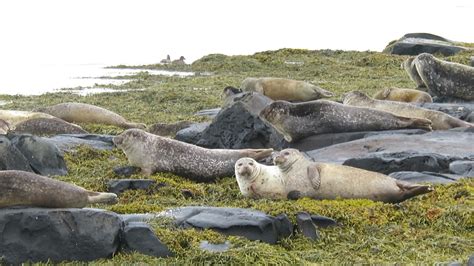 Seals In The Westfjords Of Iceland Selir á Hvítanesi á Vestfjörðum