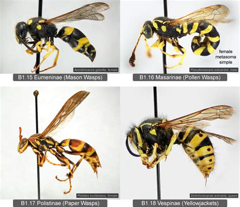 Key to eastern Nearctic Vespidae subfamilies