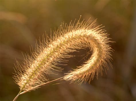 Fotos gratis naturaleza césped al aire libre rama ligero Bokeh