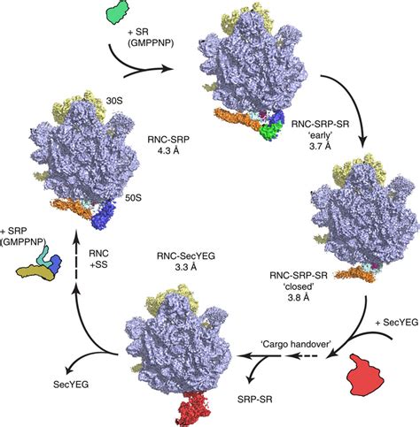 Overview Of The Visualized Co Translational Protein Targeting