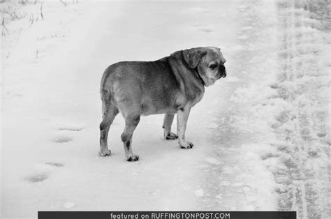 Snow Camo Pug - Ruffington Post