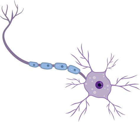 Blue Neuron Cell Brain Activity And Dendrites Membrane And The