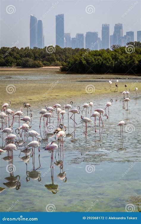 Greater Flamingos Phoenicopterus Roseus At Ras Al Khor Wildlife