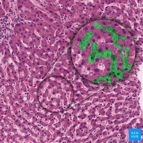 Liver Histology Structure Cells And Characteristics Kenhub