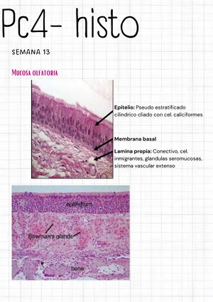 Sistema Endocrino Ross Histolog A Texto Y Atlas Sistema