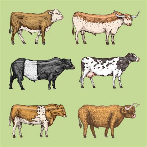 Cattle Breeds Stock Photos, Pictures & Royalty-Free Images - iStock