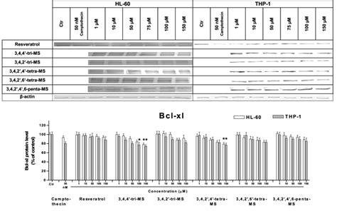 The Bcl Xl Protein Level In HL 60 And THP 1 Cells Treated With