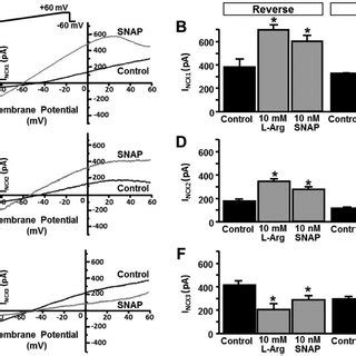 Effect Of The NO Donor SNAP On The Activity Of NCX2 275348 NCX2