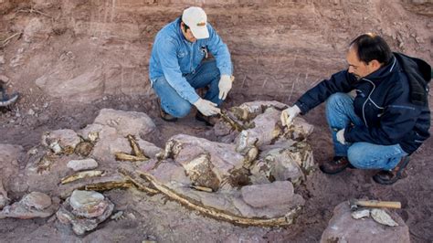 Fossil Of Thailands Biggest Ever Dinosaur Found Paleontology World