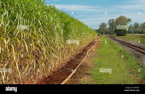 Australian Agriculture Sugar Industry Sugarcane Crop Close Up Ready To