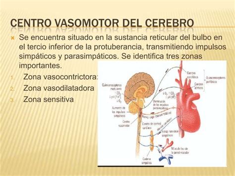 Regulacion Nerviosa De La Circulacion Y Control Rapido De La Presion Arterial