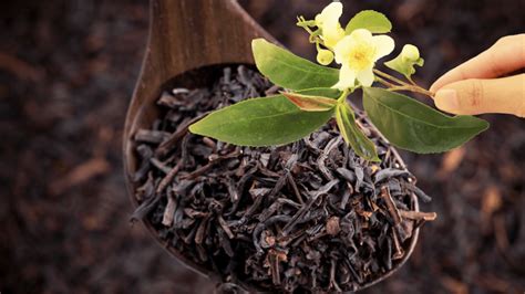 Assam Tea: A Quick Guide to This Delightful Black Tea – Tea Backyard