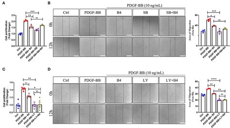 Frontiers Anemoside B4 Inhibits Vascular Smooth Muscle Cell